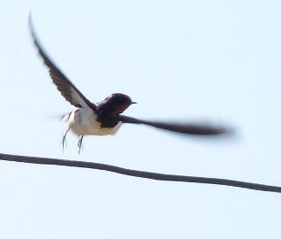 Barn Swallow in flight